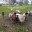 Schapen